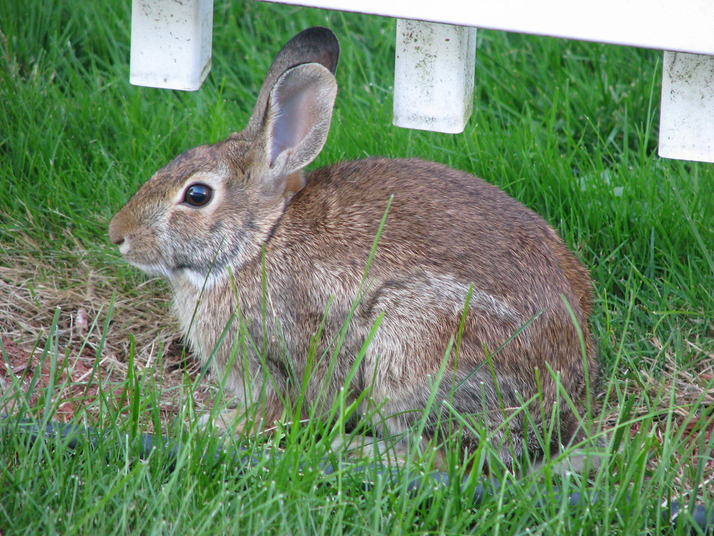 Freindly Rabbit Friendly Rabbit | This cute rabbit was by the fence in my ba… | Flickr