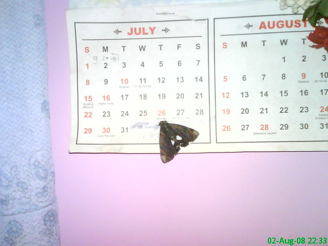 Moth pointing to 26 July on the calendar. Can insects predict danger ??