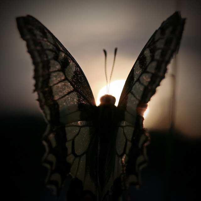butterfly sunset