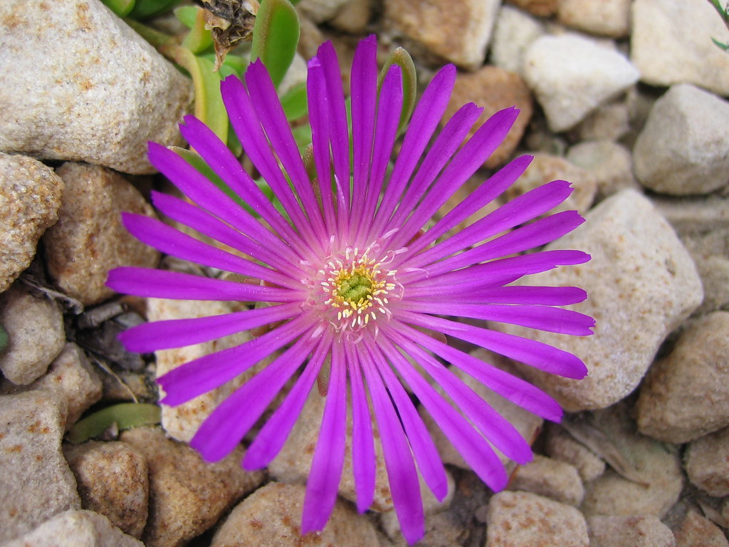 Pink Flower and Rocks - a photo on Flickriver