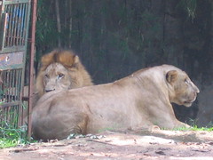 Zoológico de Ragunan