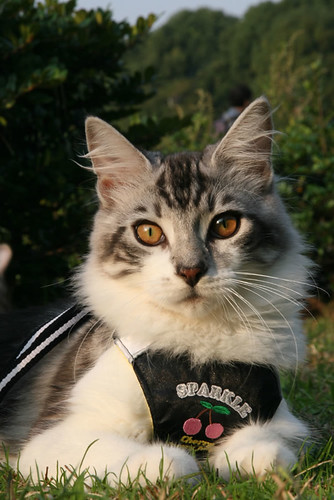 common allergies of maine coons and how to avoid them and maine coon cat outside maine coon lifespan