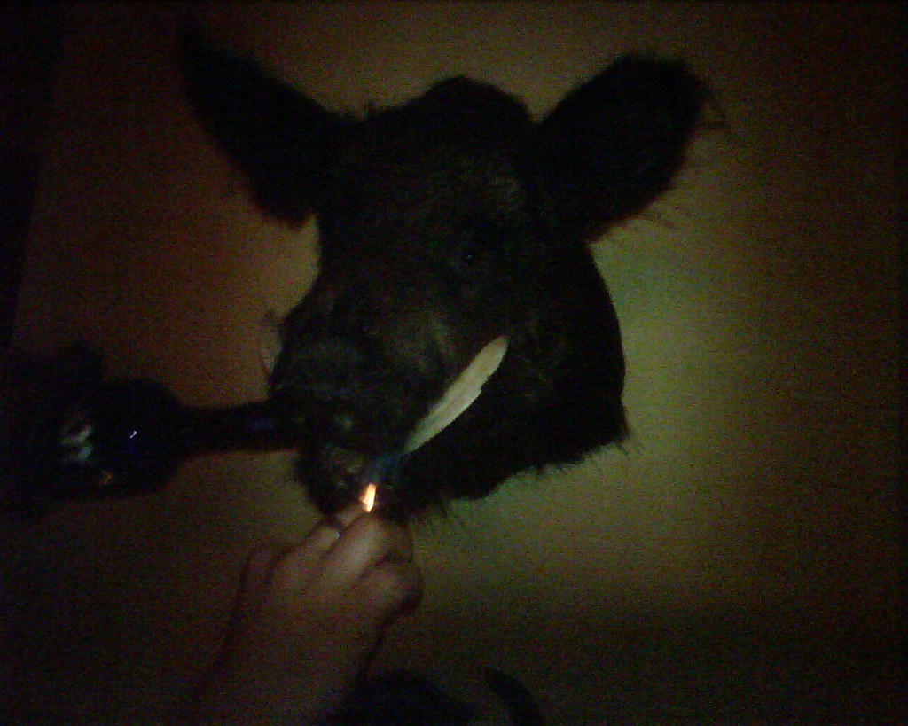 Bad boar | image/jpeg | Komal Sethi | Flickr