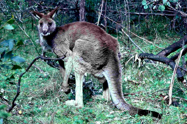 Eastern-grey kangaroo