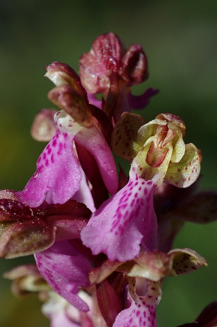 d0601118 | Spitzels Knabenkraut (Orchis spitzelii). Vercors, 06.06.2006
