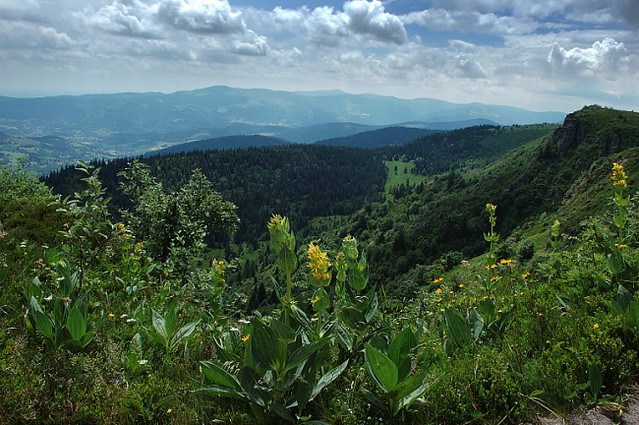d0502034 | Blick von den Hautes Chaumes zum Grand Ballon. Rechts die Bergkuppe des Gazon de Faing (1302 m), im Vordergrund Gelber Enzian (Gentiana lutea). Vogesen, 25.06.2005