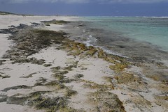 Boca Grandi Aruba
