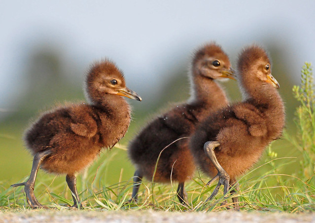 limpkin chicks