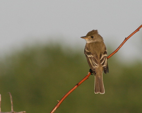Willow Flycatcher | by SeabrookeLeckie.com