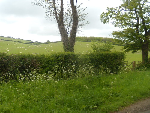 Tree and hedge Goring Circular (via Moulsford)