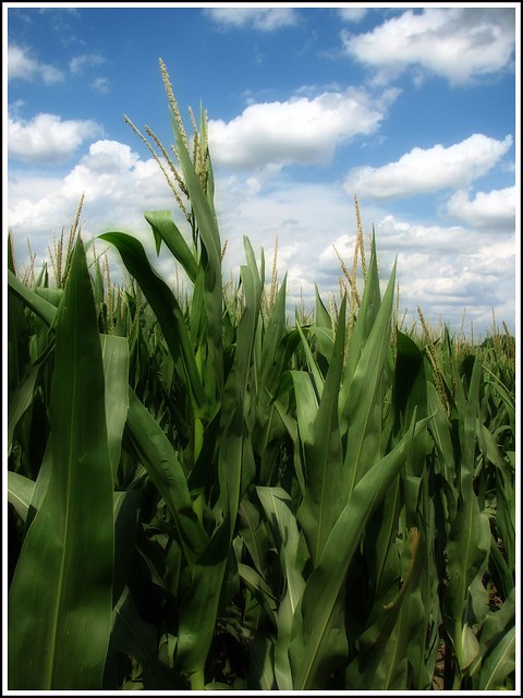 Corn In The Sky