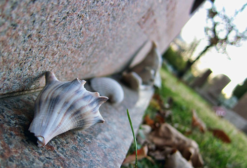 shells | by Phoenix CCD