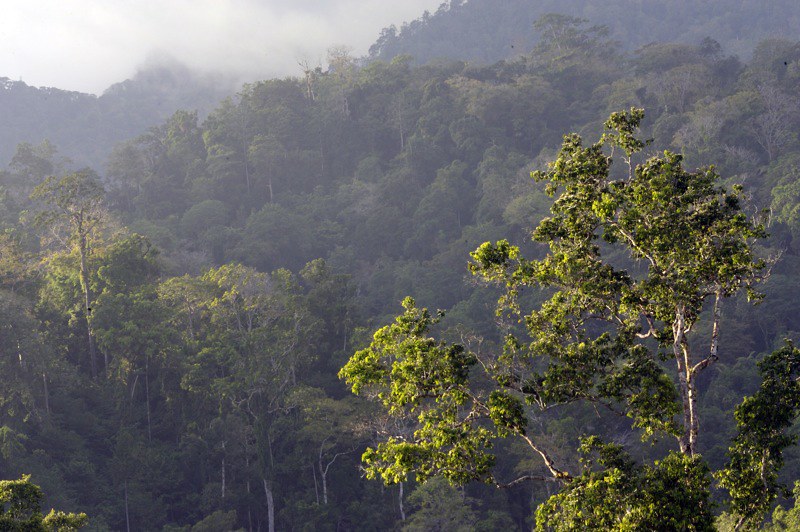 Habitat Tangkoko, Sulawesi