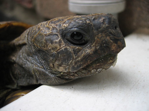 Funerals and tortoises | Elvis the tortoise | Victoria Reay | Flickr