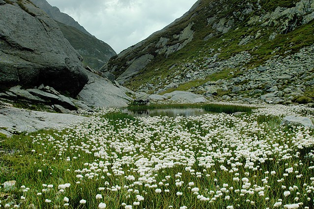 d0705037 | Scheuchzers Wollgras (Eriophorum scheuchzeri). Graubünden, 19.08.2007