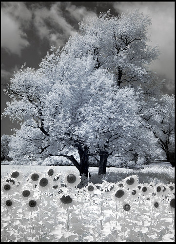 sunflower grove in infrared by syncros