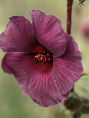 voyage flower fleur geotagged kenya vegetation malvaceae botany botanique afrique végétation cheranganihills stationalpinejosephfourier geo:lat=125 geo:lon=3545 étagecollinéen