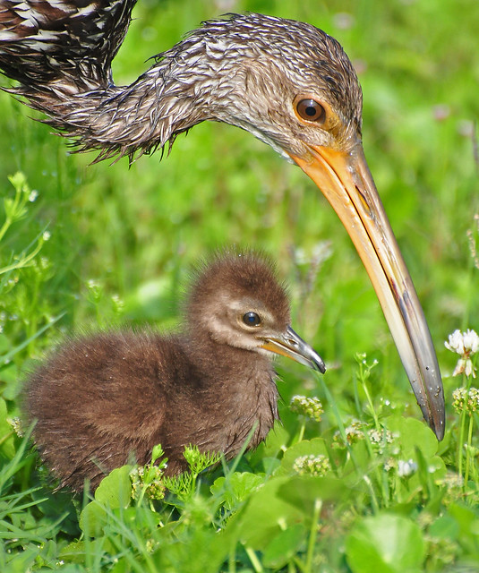 limpkin chick and parent