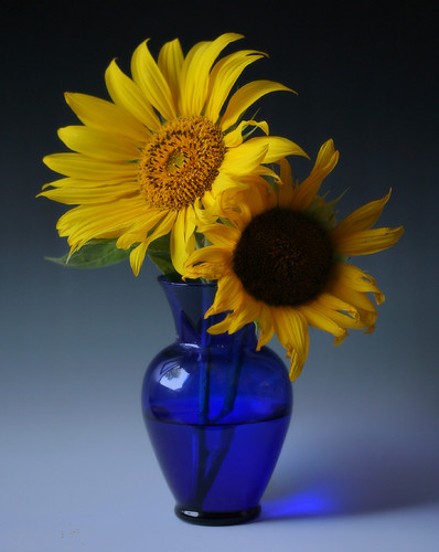 Sunflower  Season; The dark & the light by Wes's Way