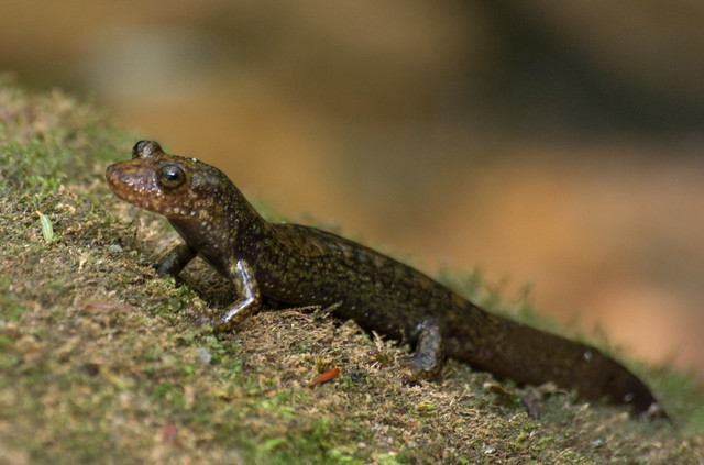 black-bellied salamander