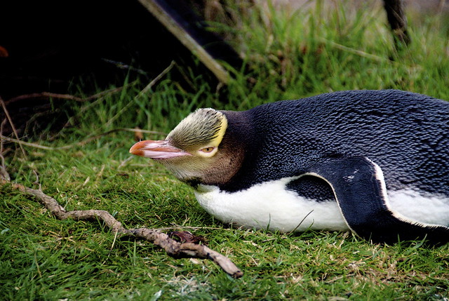 World's rarest penguin