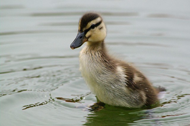 upright duckling