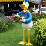 Donald Duck eating noodles