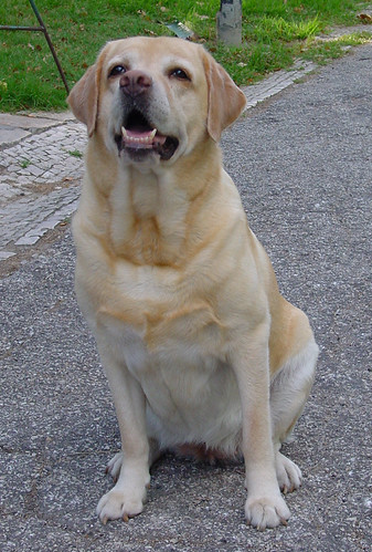 Retriever Labrador Jade | by animaiscinemaetv