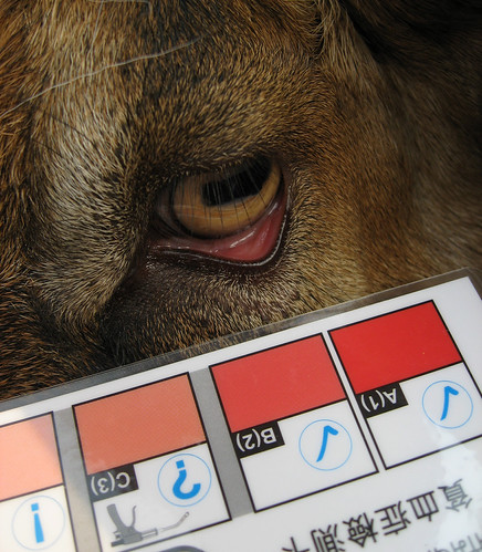 Excellent FAMACHA score | FAMACHA is a system to evaluate an… | Flickr