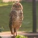 Flickr photo 'Athene cunicularia (Burrowing Owl)' by: Arthur Chapman.
