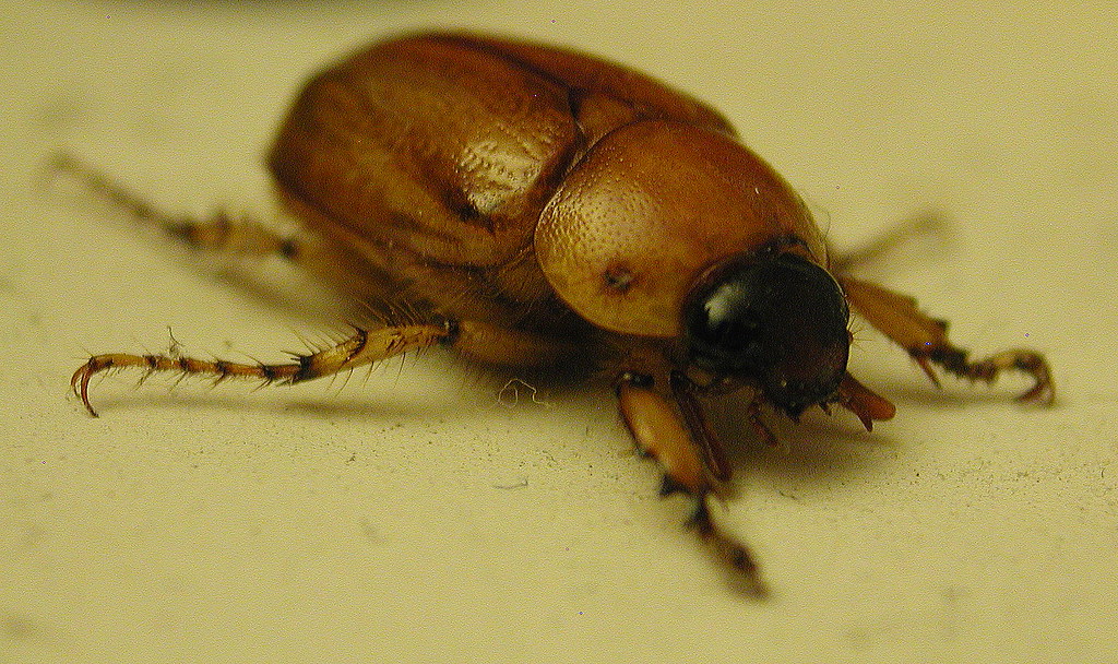 june bug2 | This junebug flew in and landed on my mantle for… | Flickr