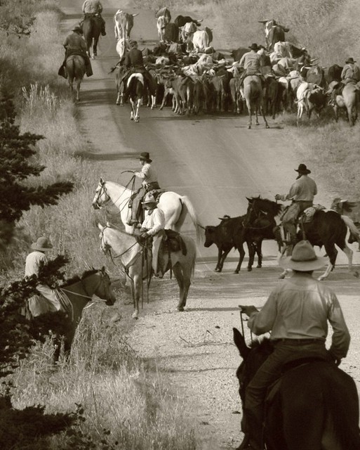 Cattle Drive 2007