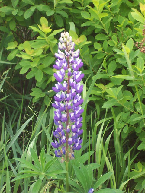 Lupins (sp)