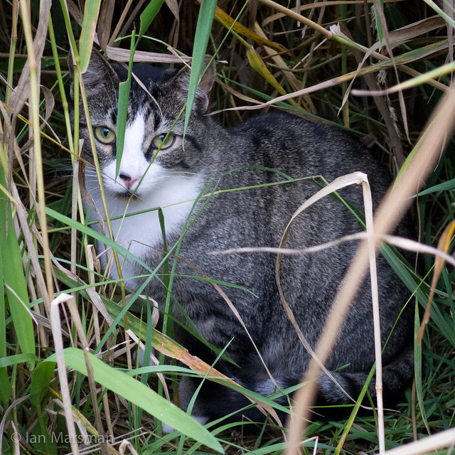 Playful cat in grass