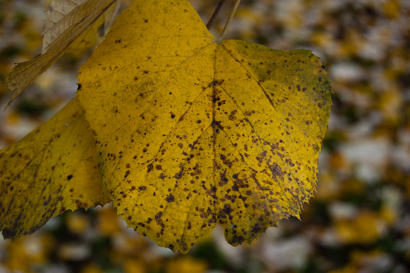 Autumn leaves