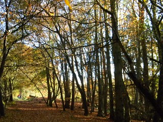Autumn in Back Wood Bow Brickhill to Leighton Buzzard