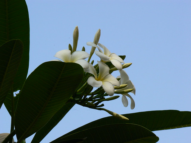 West Indian jasmine