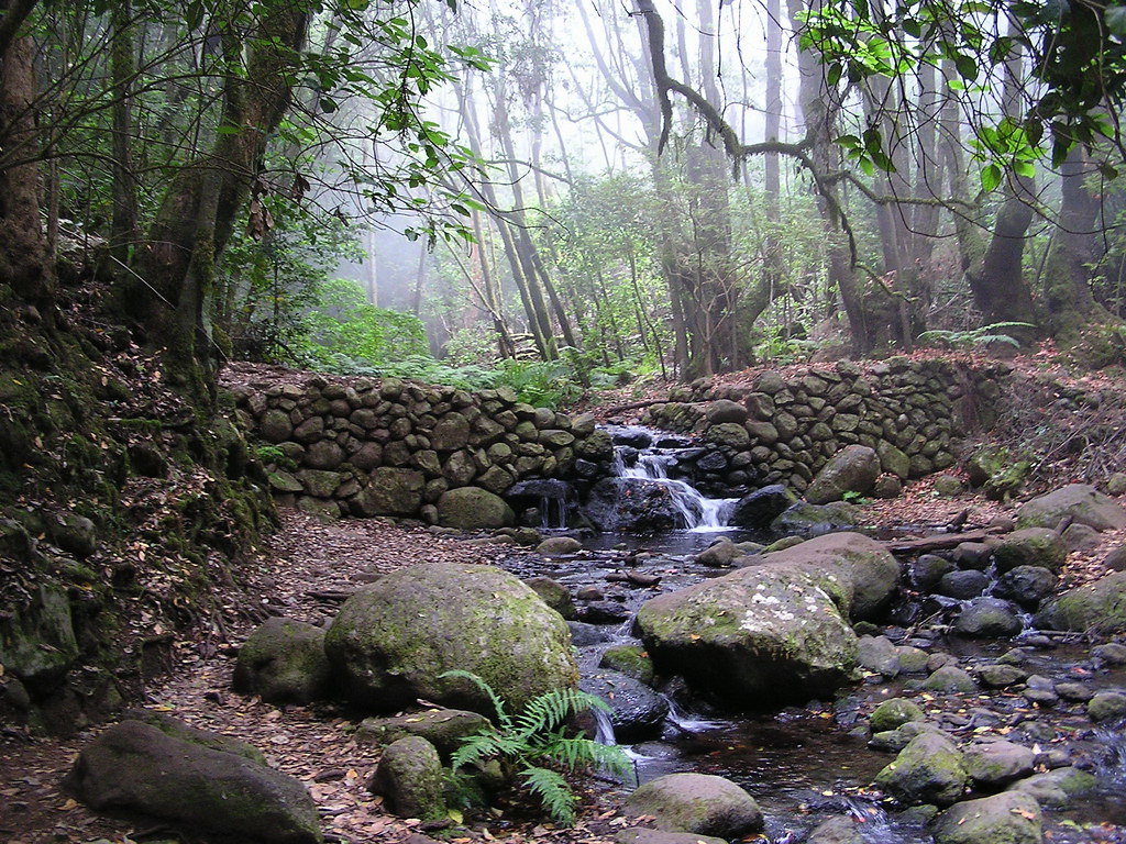 Bosque y Arroyo El Cedro Parque Nacional de Garajonay Isla de La Gomera Islas Canarias 0503