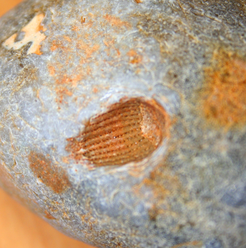 Fossil sea urchin (echinoid) spine : (Tylocidaris?) : negative impression in flint
