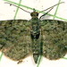 Flickr photo '48 Pasiphila rectangulata - Green Pug 7625' by: willapalens.