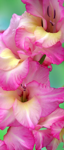 Glad-2-B-Pink | by xk8jag2000