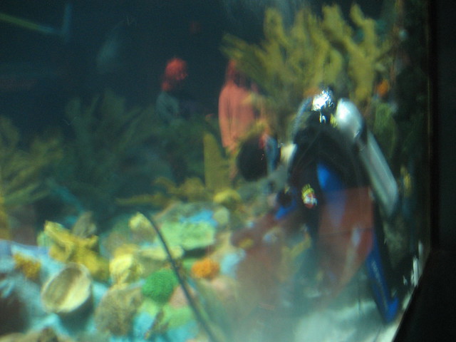 Scuba Diver Cleaning the Aquarium