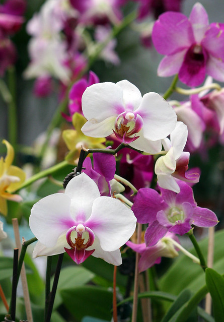 Fun Fact! All Orchids Are Edible!