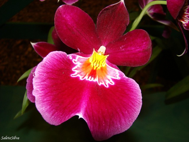Uma feliz quinta flor com uma bela Orquidea![Explorer]