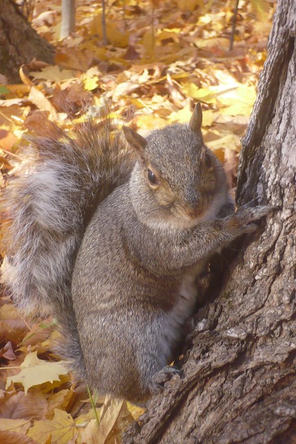 Squirrel in Fall