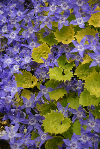Campanula garganica 'Dicksons Gold' by greggys stuff