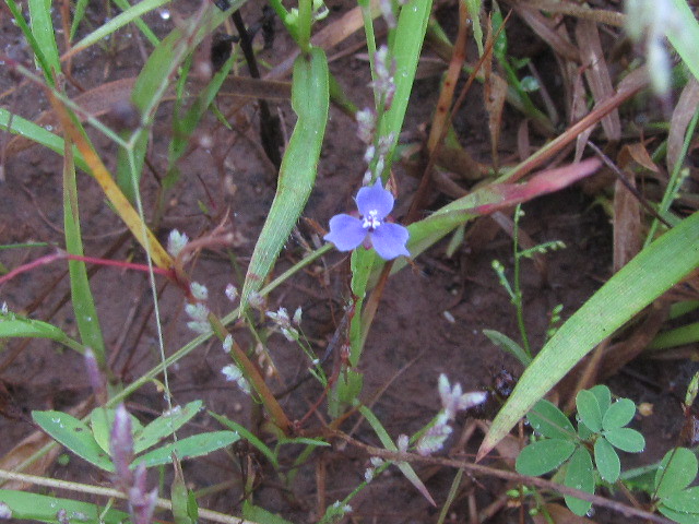 ecosystem/flora/Murdannia semiteres(Panicled Dewflower)