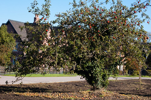 Apple tree - Burnhill Green