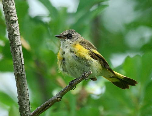 ontario canada bird warbler songbird americanredstart woodwarbler passerine neebing