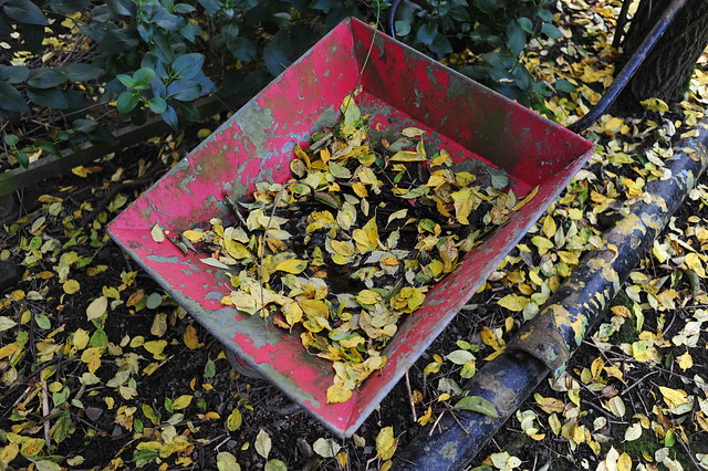 Freshly fallen leaves on wheelbarrow